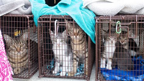 38 cats rescued, found hoarded in unsanitary trailer in Monrovia